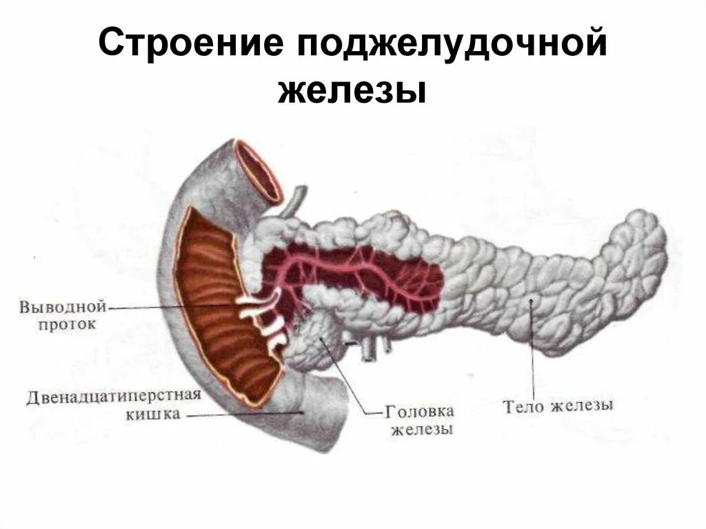 Выполняемые функции двенадцатиперстной кишки. Строение стенки поджелудочной железы. Анатомическое строение поджелудочной железы. Строение поджелудочной железы человека анатомия. Двенадцатиперстная кишка анатомия.