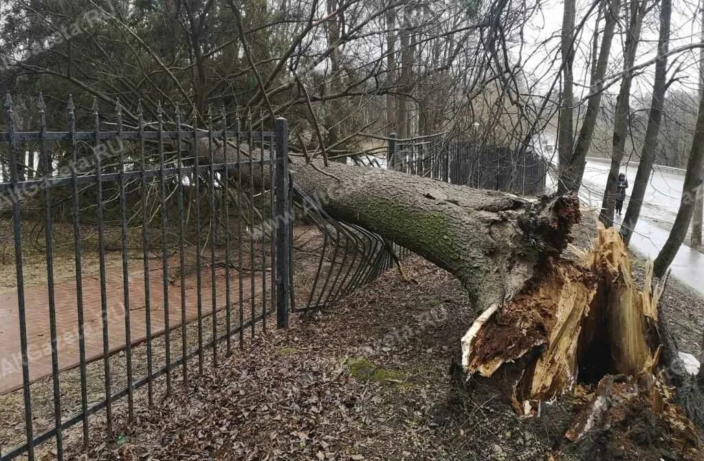 Сухое поваленное дерево. Поваленные деревья от ветра. Дерево упало от ветра. Упавшие деревья от ветра.