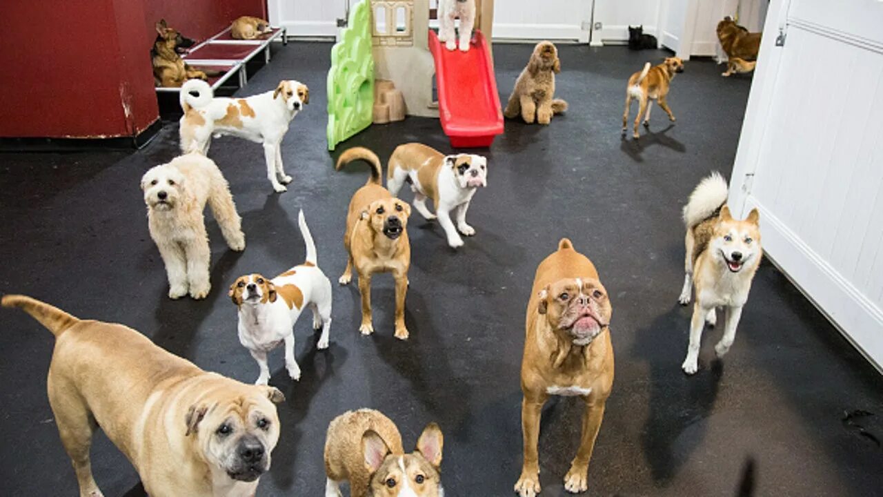 Dog village. Отель для собак. Гостиница для собак. Зоогостиница для животных. Зоогостиница для собак.