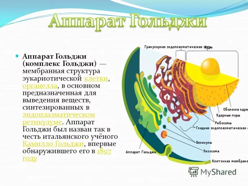 Выполняет секреторную функцию аппарат гольджи. Комплекс Гольджи эукариотической клетки. Аппарат Гольджи функции. Комплекс Гольджи функции.