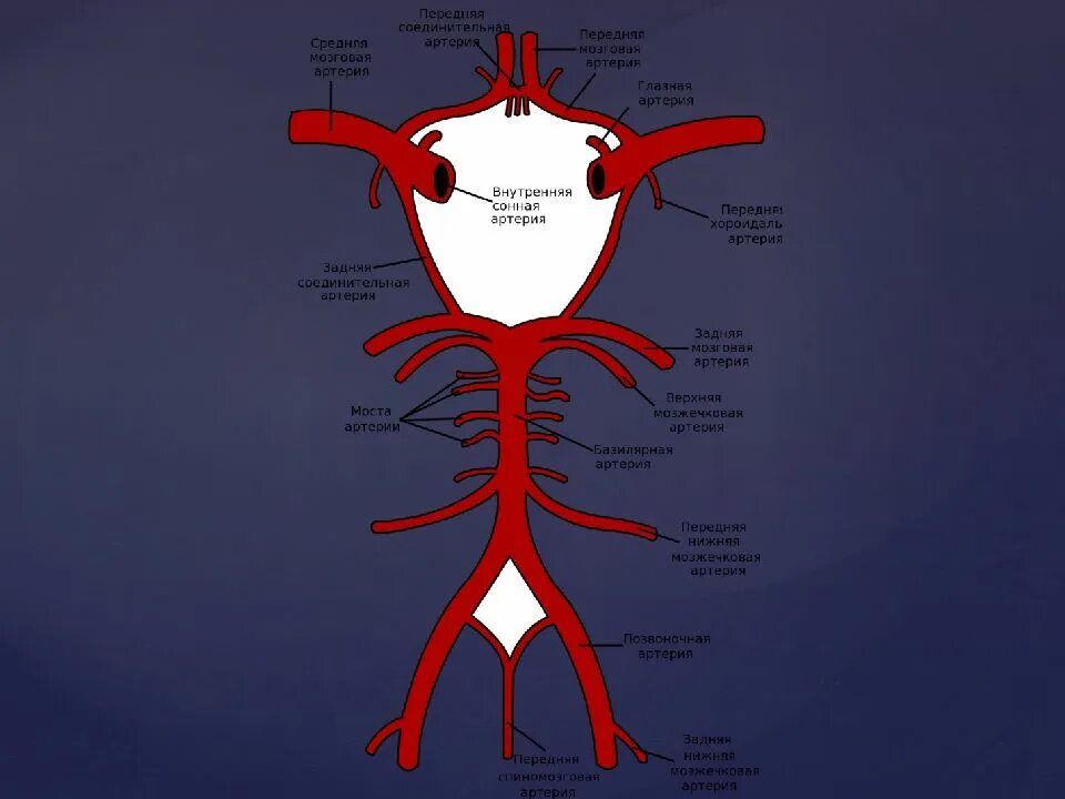 Задняя соединительная артерия мозга. Задняя соединительная артерия головного мозга. Передняя соединительная артерия головного мозга. Правая задняя соединительная артерия. Левая задняя соединительная артерия головного мозга.