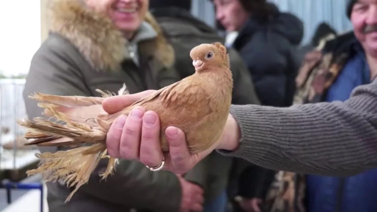Советские голубятники. Двухэтажный голубятник. Деревенский голубь. Домик для голубей. Голубятники кемерово.