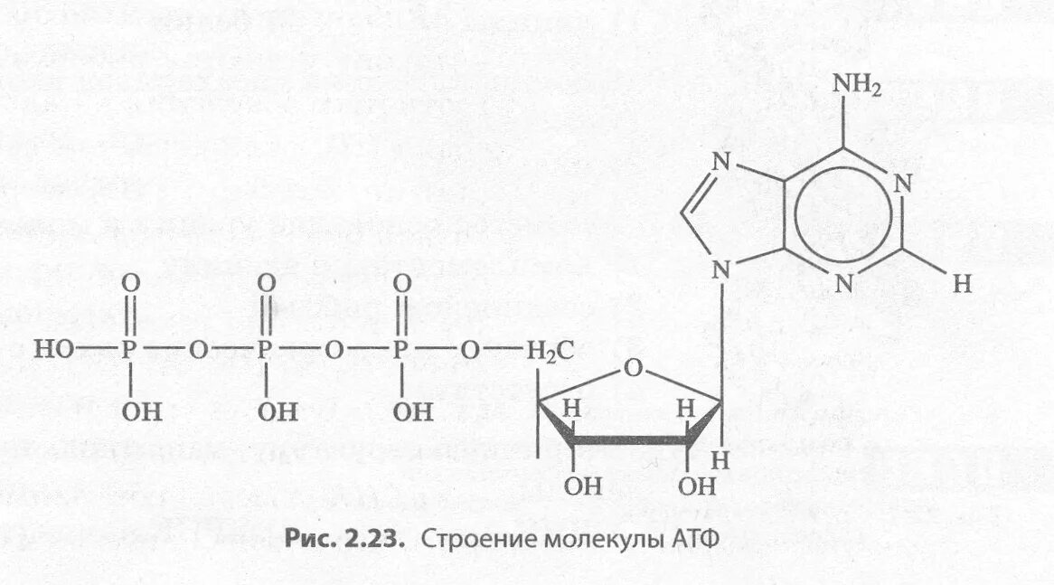 Аденозинтрифосфорная кислота схема. Структура АТФ схема. Формула АТФ структурная строение. Строение молекулы АТФ.