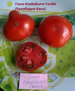 Томат смех