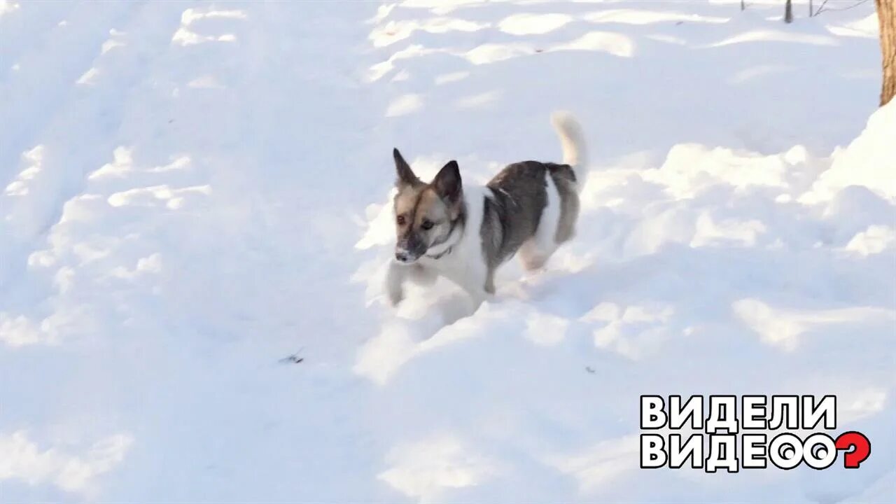 32 Собачьи зимы. Собаки зимой ksuksa. Смешные собаки 2022. Не видевшие нашей зимы