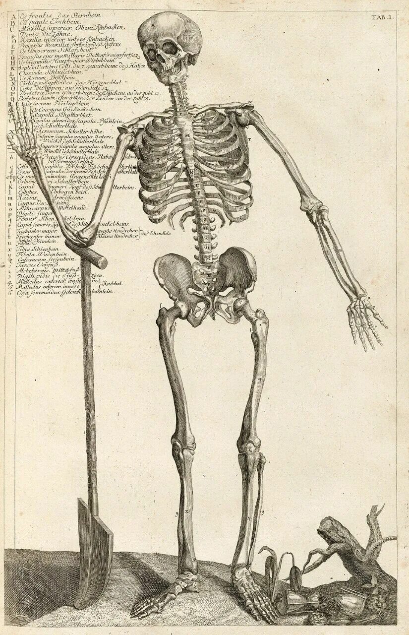 Скелет человека рисунок. Скелет первого человека. Женщина с нарушением в развитии скелета