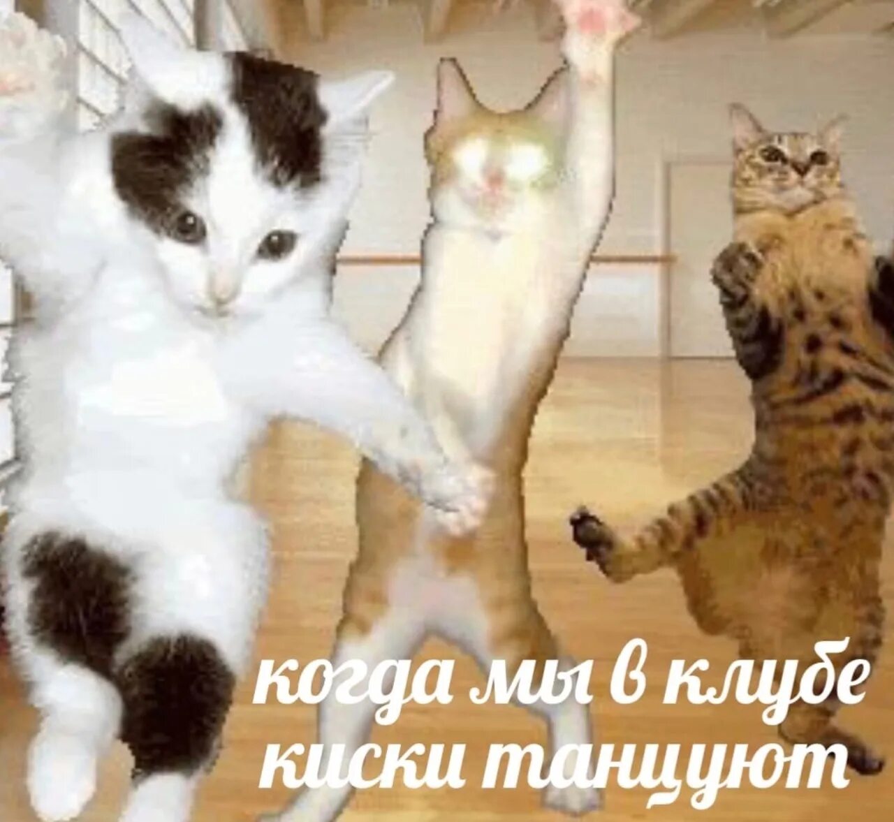 Где коты танцуют. Коты танцуют. Танцующие котики. Кот танцует. Коты пляшут.
