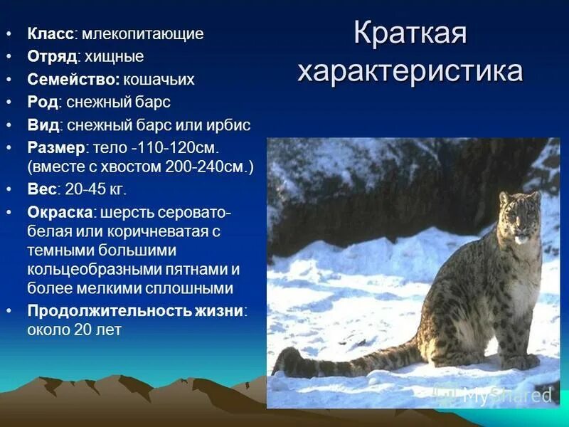 рассказ про ирбиса снежного барса. ирбис красная книга краткое описание. снежный барс красная книга рассказ. снежный барс презентация. ирбис характеристики.