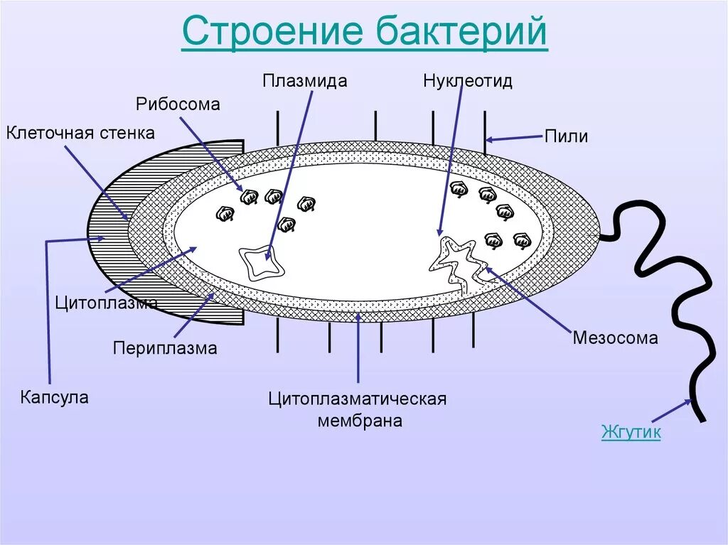 Схема строения бактериальной клетки микробиология. Строение бактериальной клетки плазмида. Строение бактериальной клетки микробиология. Схема бактериальной клетки микробиология. Строение клетки бактерии 7 класс