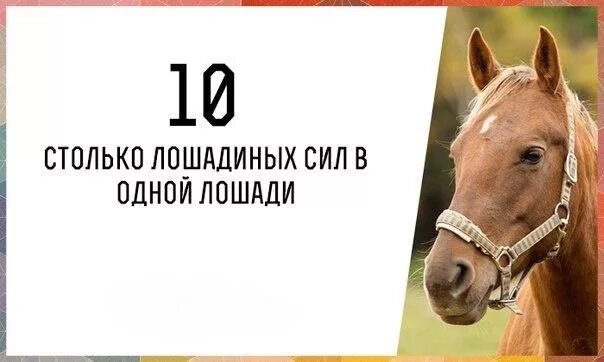 Сколько лошадиных сил в одной лошади