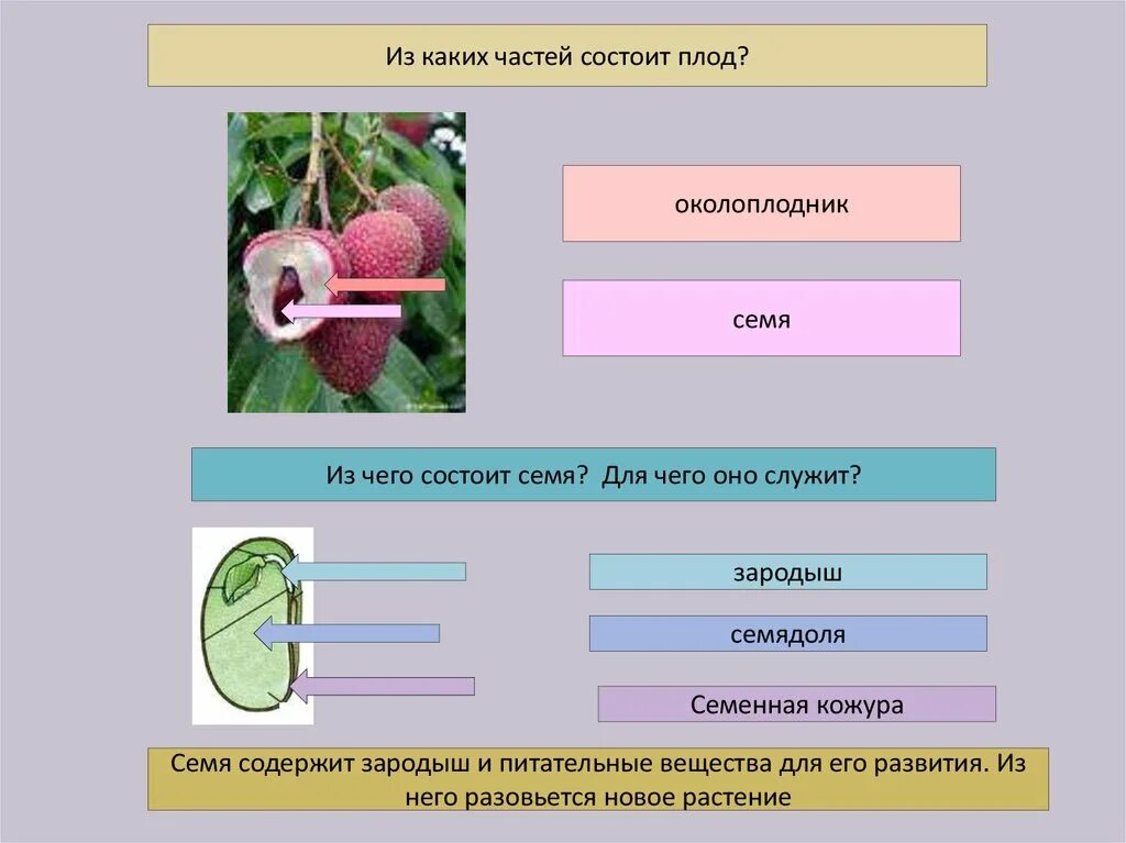 Из каких частей состоит плод. Из каких частей состоит плод растения. Из чего состоит семя и плод. Семенная кожура и околоплодник. Околоплодник плода образуется из