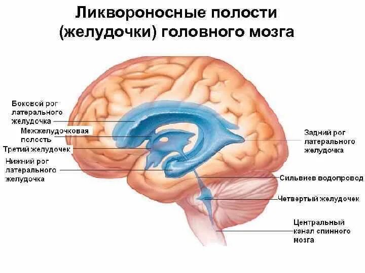 Полости мозга заполнены