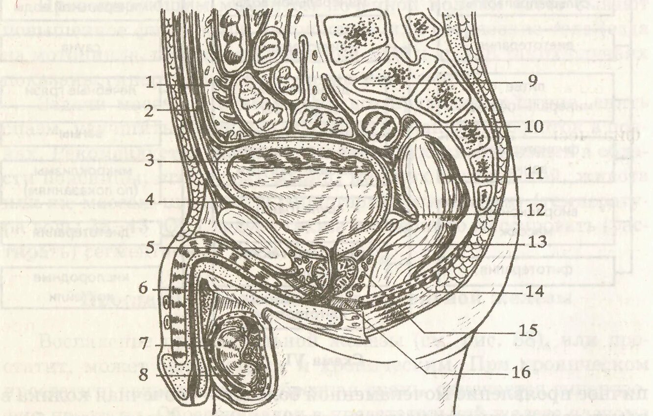 Найти мужской орган. Сагиттальный разрез малого таза. Мочевой пузырь Сагиттальный разрез. Сагиттальный разрез мочеполовой системы мужчины. Сагиттальный разрез мужского таза анатомия.