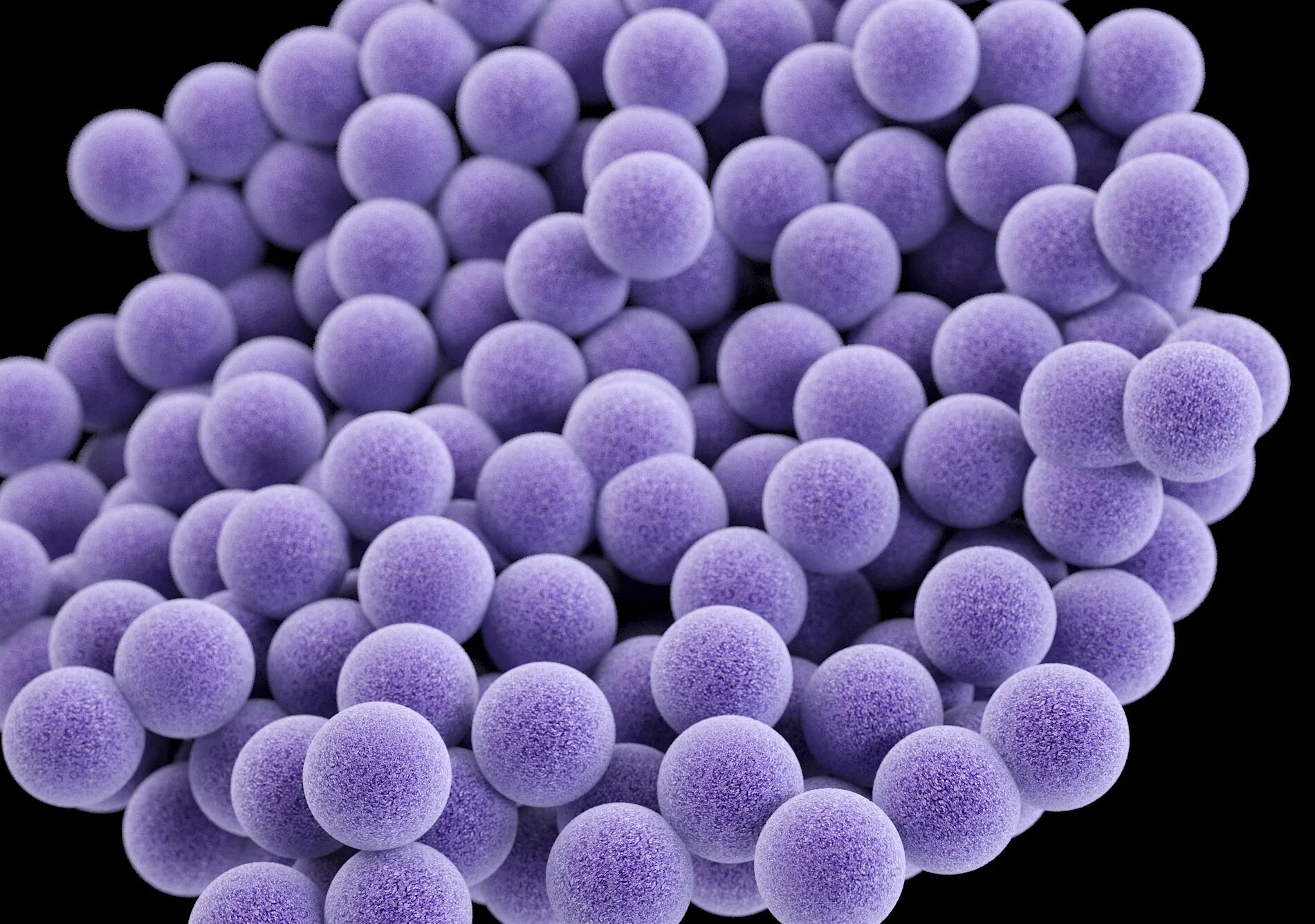 Staphylococcus aureus 5. Кокки бактерии. Шаровидные бактерии кокки. Вибрионы микрококки стафилококки. Сферическая форма кокки.