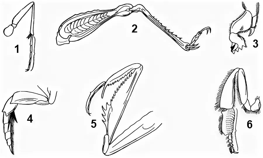 Типы ходильных конечностей насекомых. Тип конечностей у Жуков. Типы конечностей насекомых 7 класс биология. Бегательная конечность насекомых.