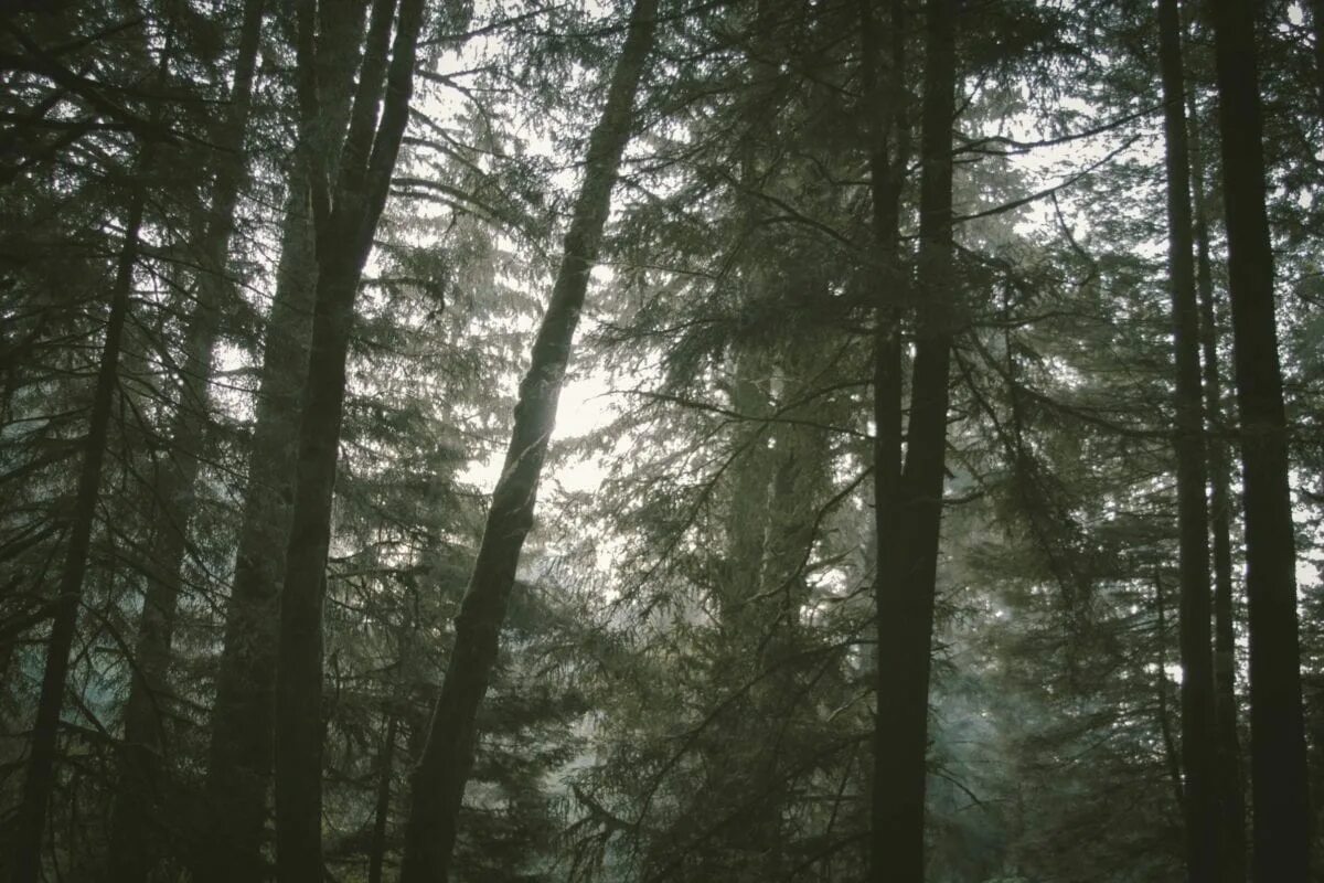 Новый свет лесной. Лес в тумане. Лес Екатеринбург. Лесной массив. Unsplash лес.