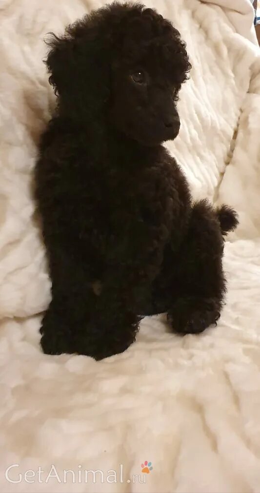 карликовый пудель даром. собака карликовый пудель чёрная. спаниель и карликовый пудель. пудель омск щенки. карликовый пудель в дар.