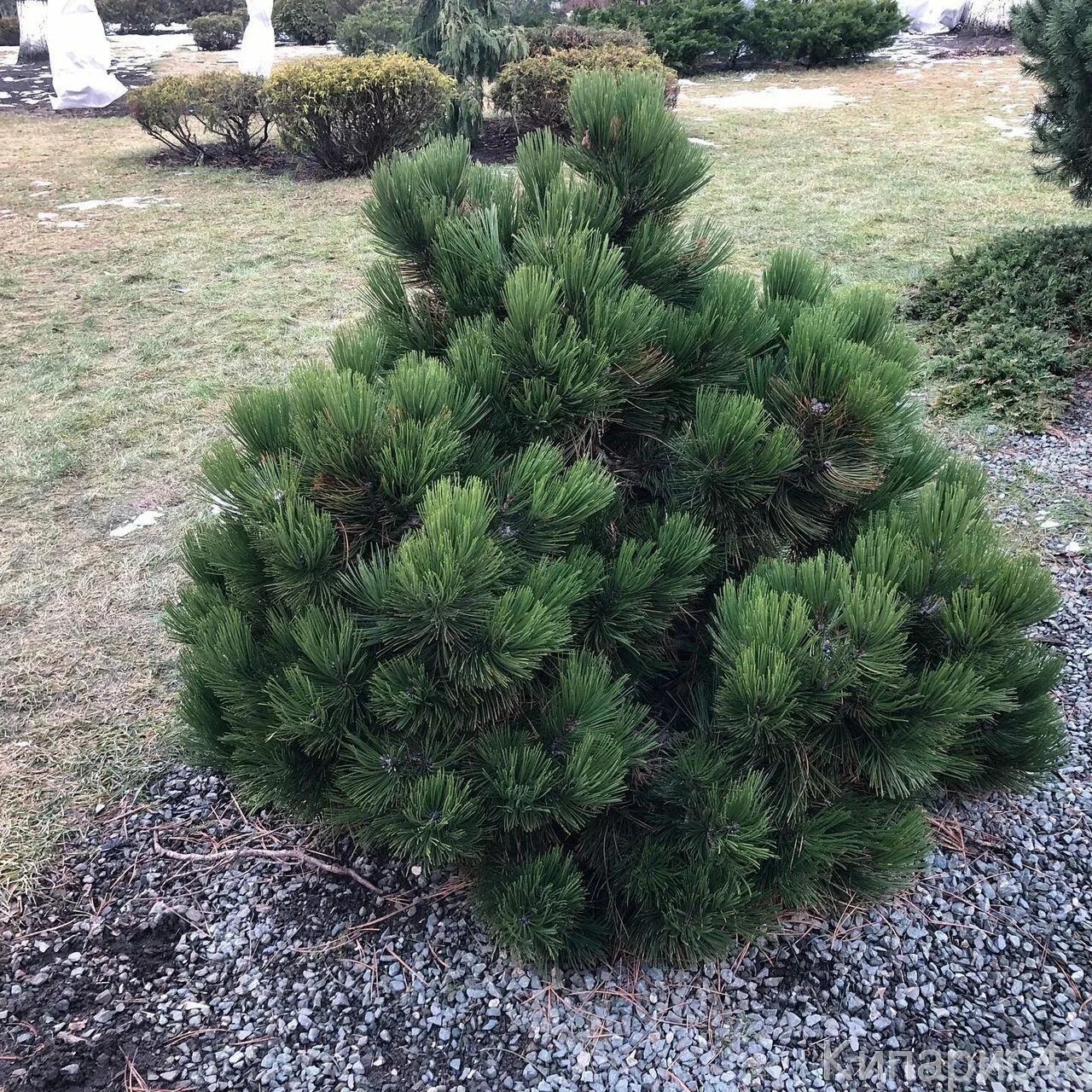 Pinus virginiana wates golden. Сосна маленькая. Малая сосна. Малая сосна. Сосна parviflora kim.