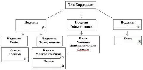 Соответствие между характеристиками и классами хордовых