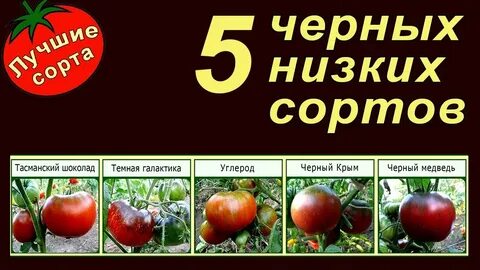 Сорт тасманский шоколад отзывы