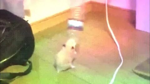 Хомяк танцует видео