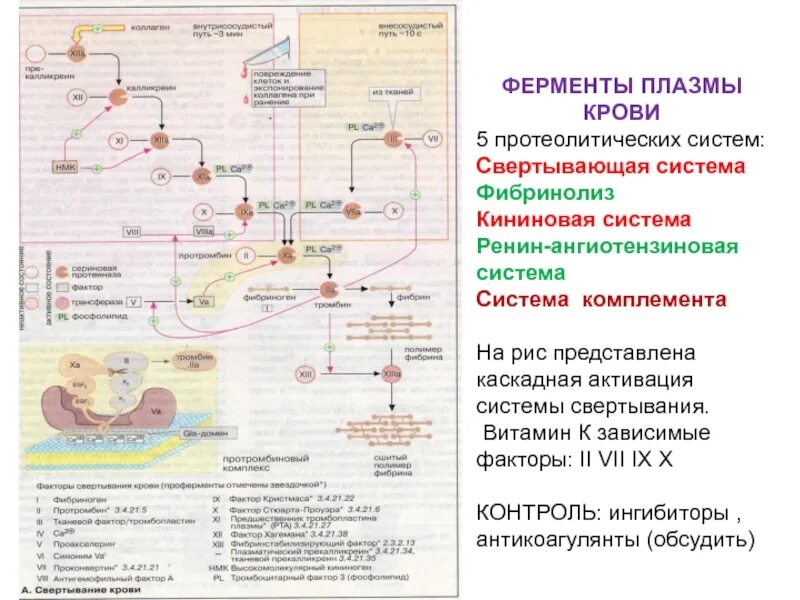 Ферменты системы свертывания крови. Система комплемента плазмы крови. Свертывающая система крови биохимия. Активация свертывающей системы крови. Витамины в плазме крови