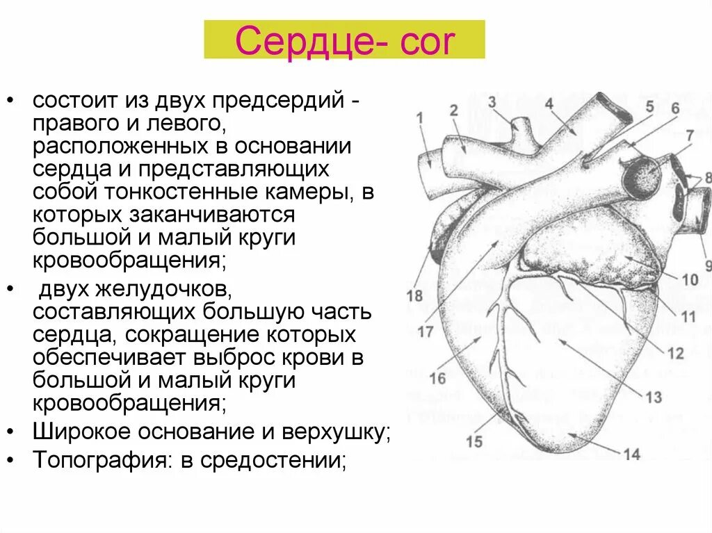 Строение сердца. Строение сердца человека. Основание сердца анатомия. Заканчивается в правом предсердии