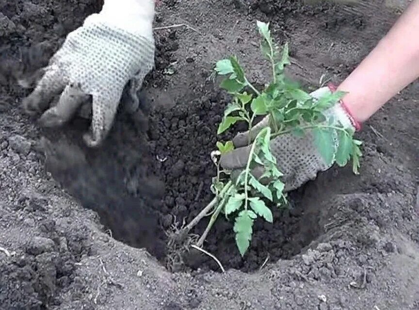 В лунку при высадке томатов