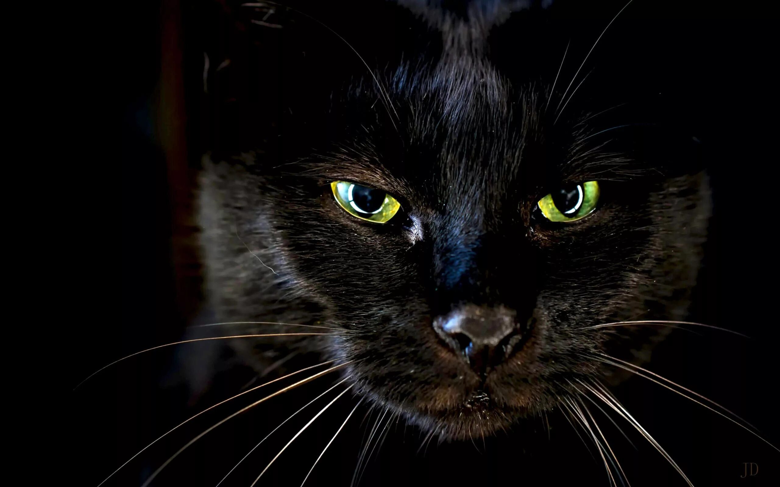 Черные фото с рисунком. Чёрный кот. Черная кошка с зелеными глазами. Красивый черный кот. Чёрный кот с зелёными глазами.