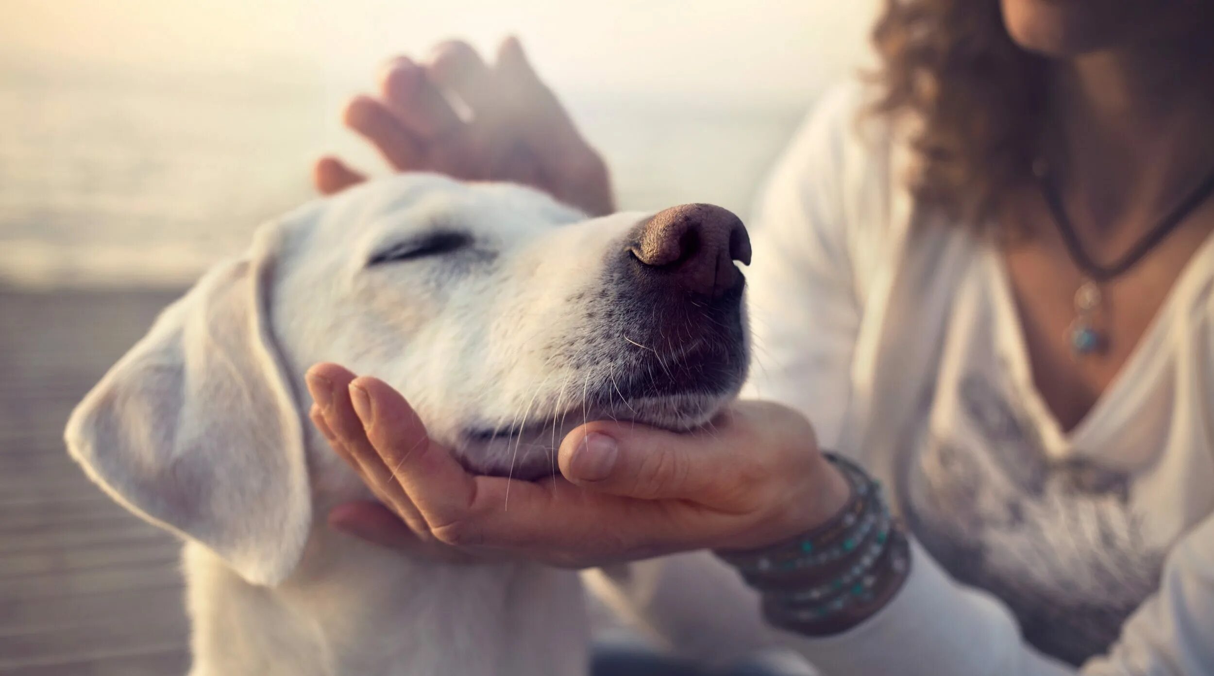 Мужчина лежит на мужчине. Человек гладит кота. Человек и домашнее животное. Гладит собаку. Кошка обнимает.