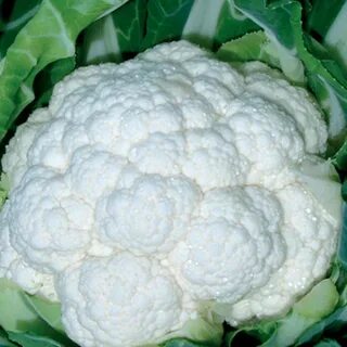 Цветная капуста голландские сорта