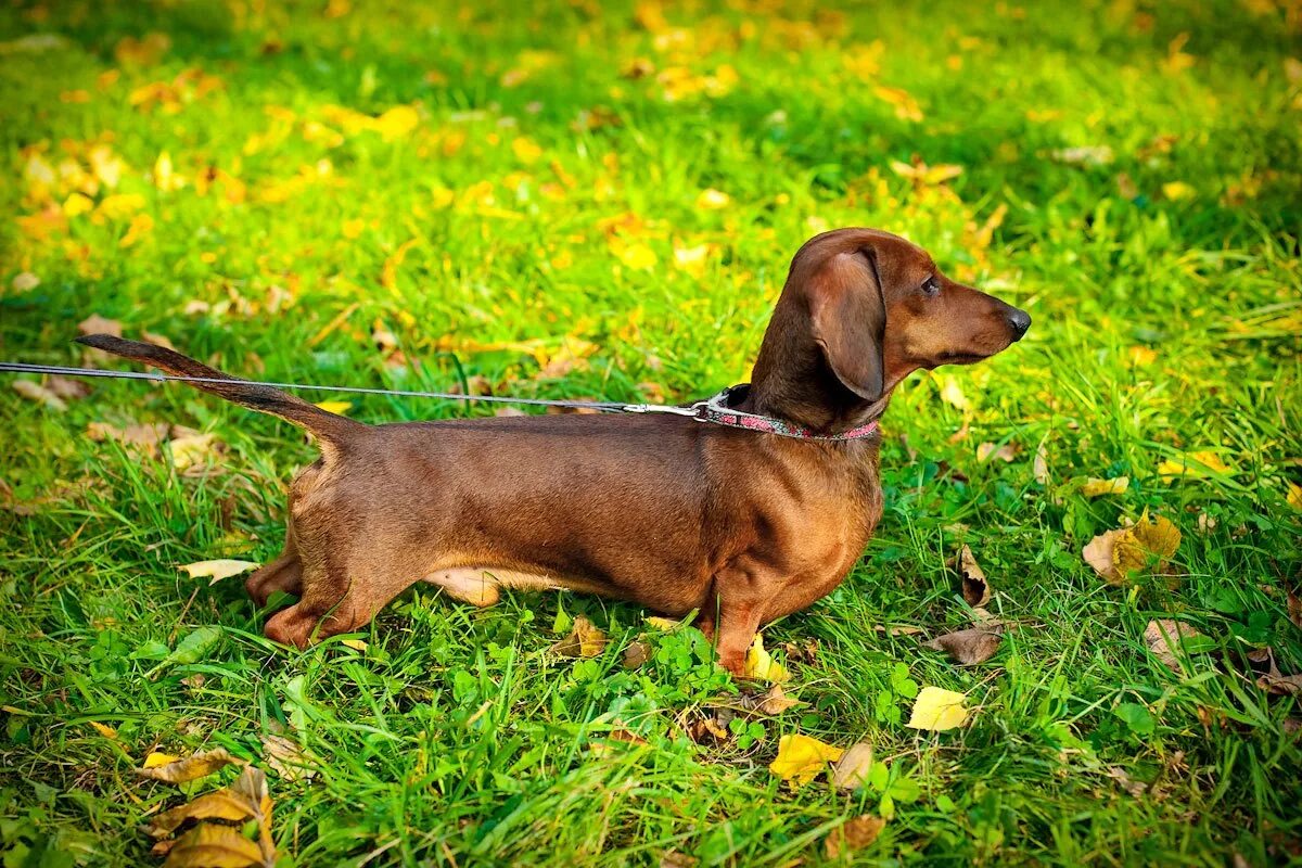 фото гладкошерстных такс. кроличья такса черная. такса гладкошерстная. такса короткошерстная стандартная. кроличья такса (короткошерстная такса).