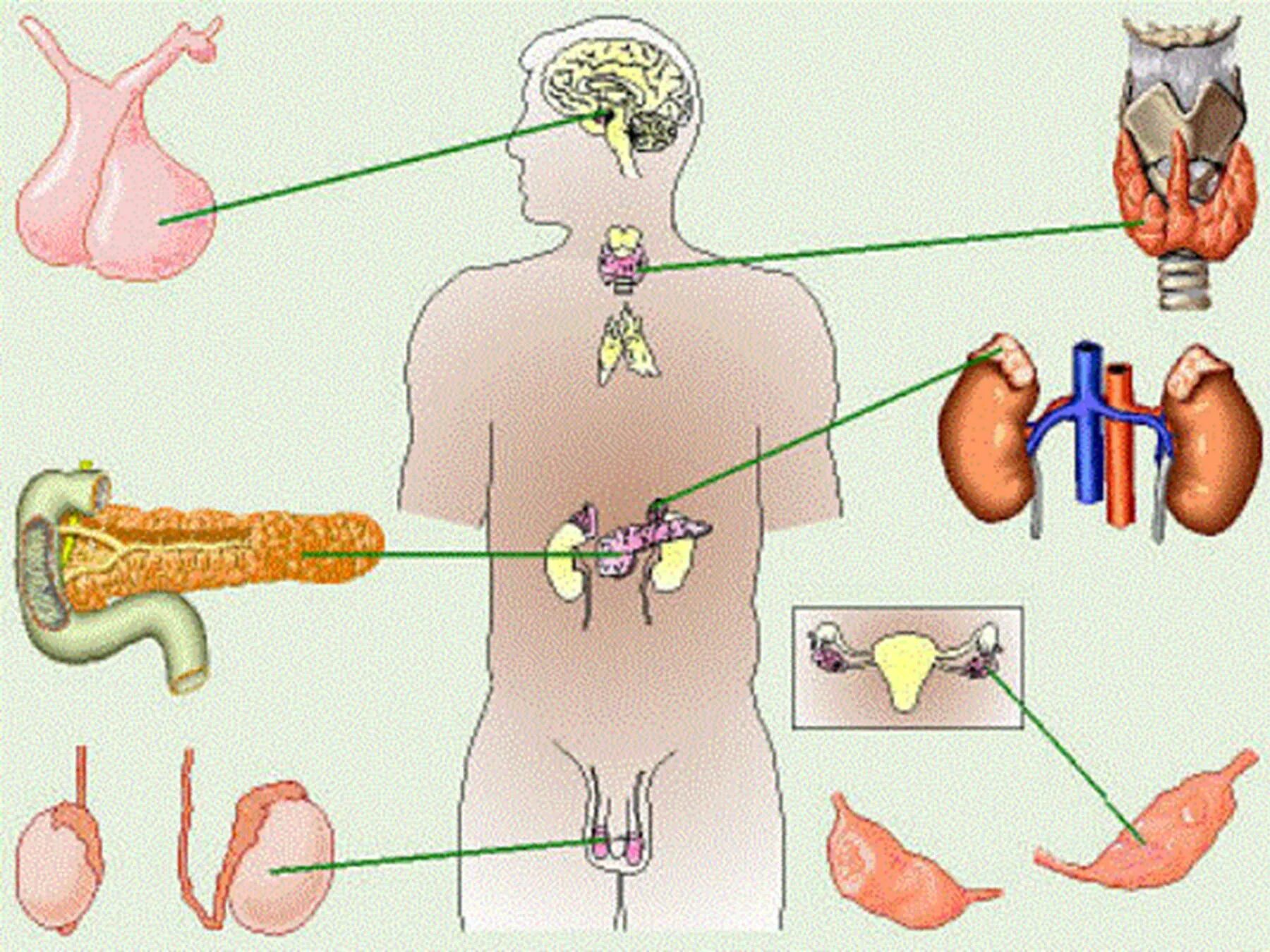 Рисунок эндокринной системы человека. Система желёз внутренней секреции. Эндокринные железы. Эндокринные железы человека. Железы внутренней секреции человека.