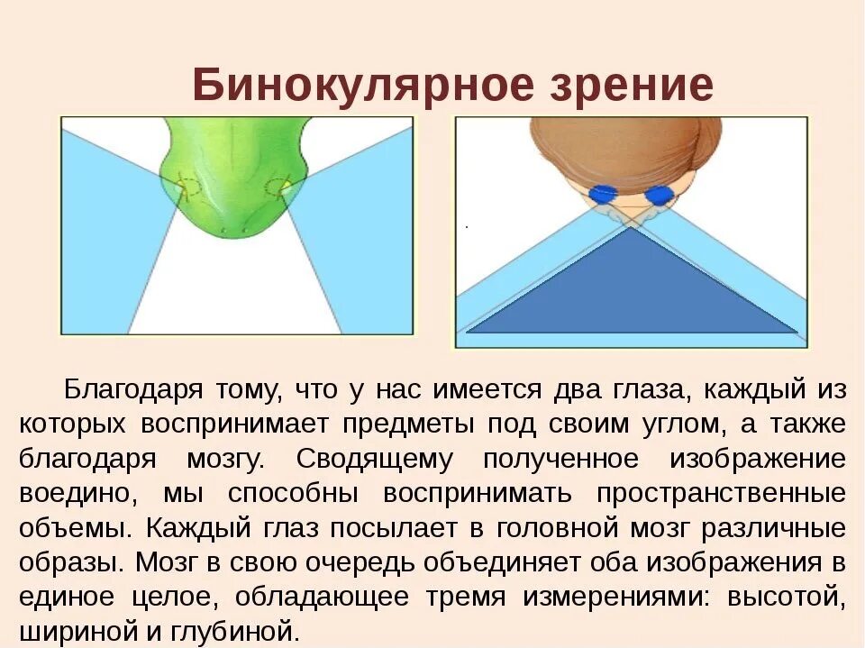 Что видит какой то предмет. Монокулярное и бинокулярное зрение. Монокулярное зрение. Бинокулярное зрение и монокулярное зрение. Бинокулярное пространственное зрение.