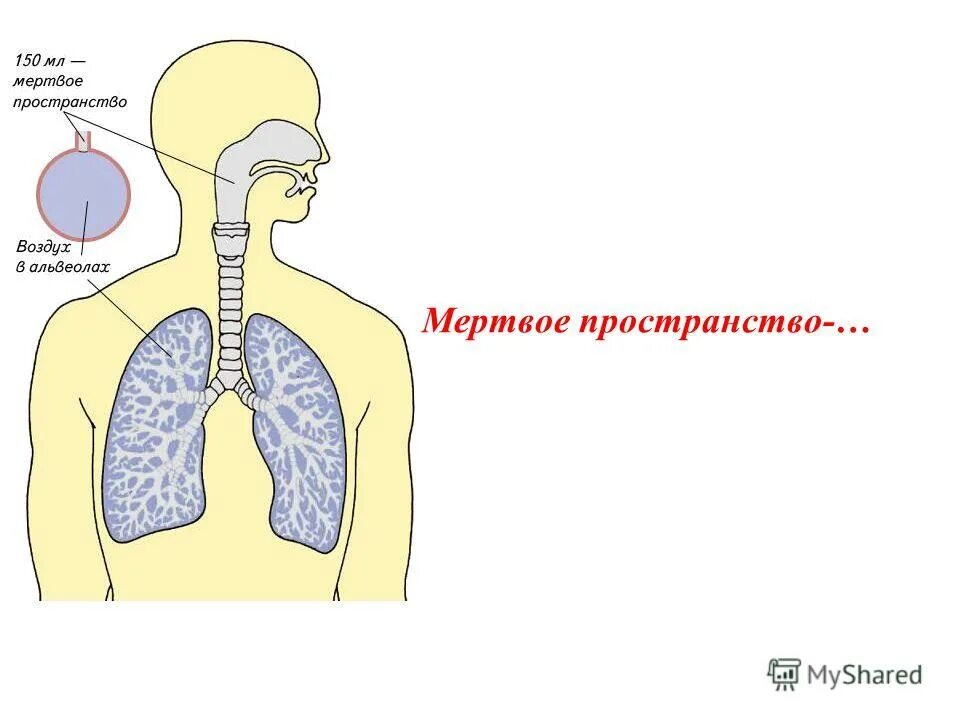 Мертвое пространство легких. Физиологическое (функциональное) мертвое пространство - это. Функциональное мертвое пространство. Альвеолярное мертвое пространство. Анатомическое и альвеолярное мертвое пространство.