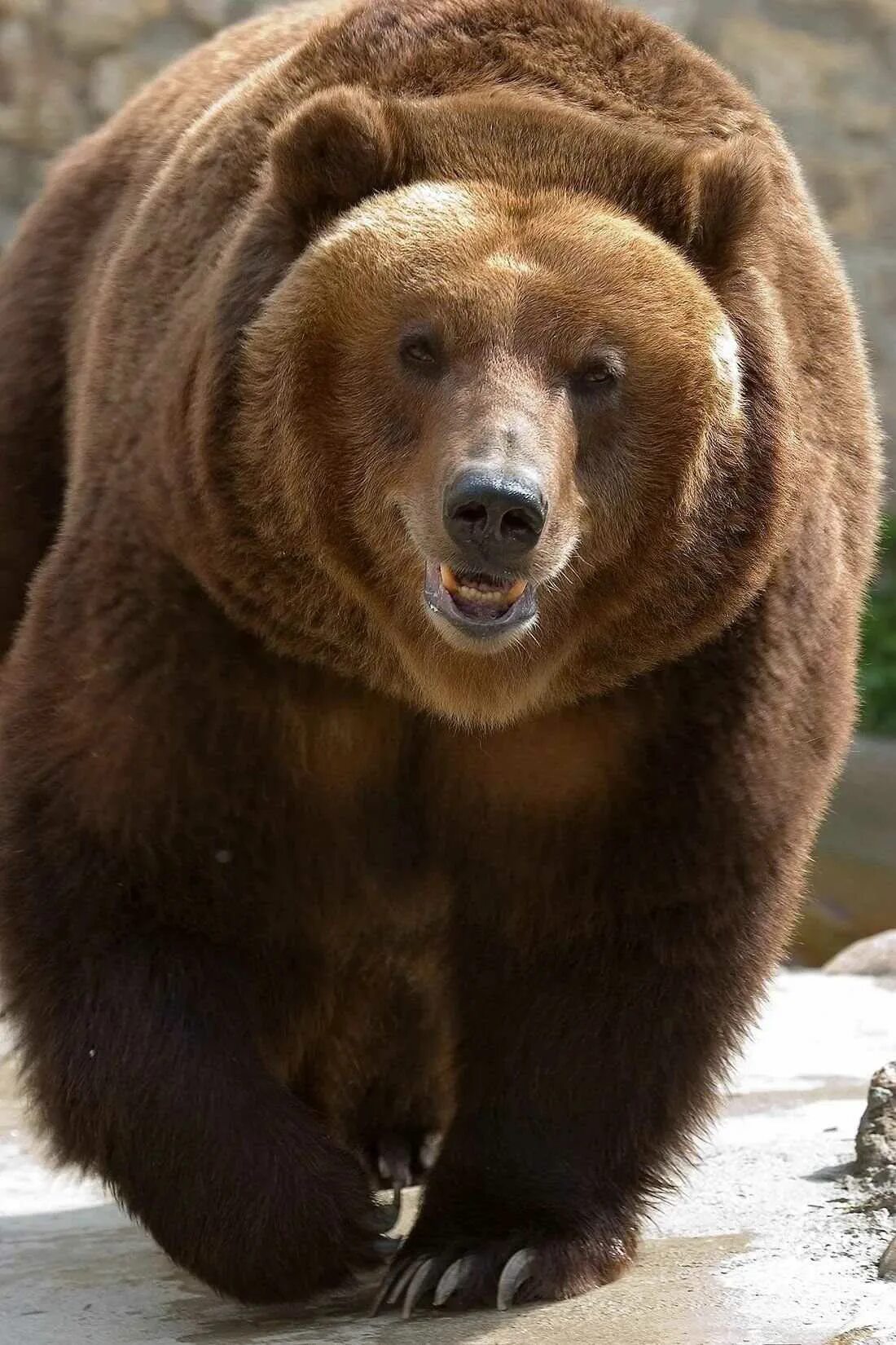 Гризли североамериканский бурый медведь. Северная Америка медведь Гризли. Американский медведь Гризли. Аляскинский бурый медведь.