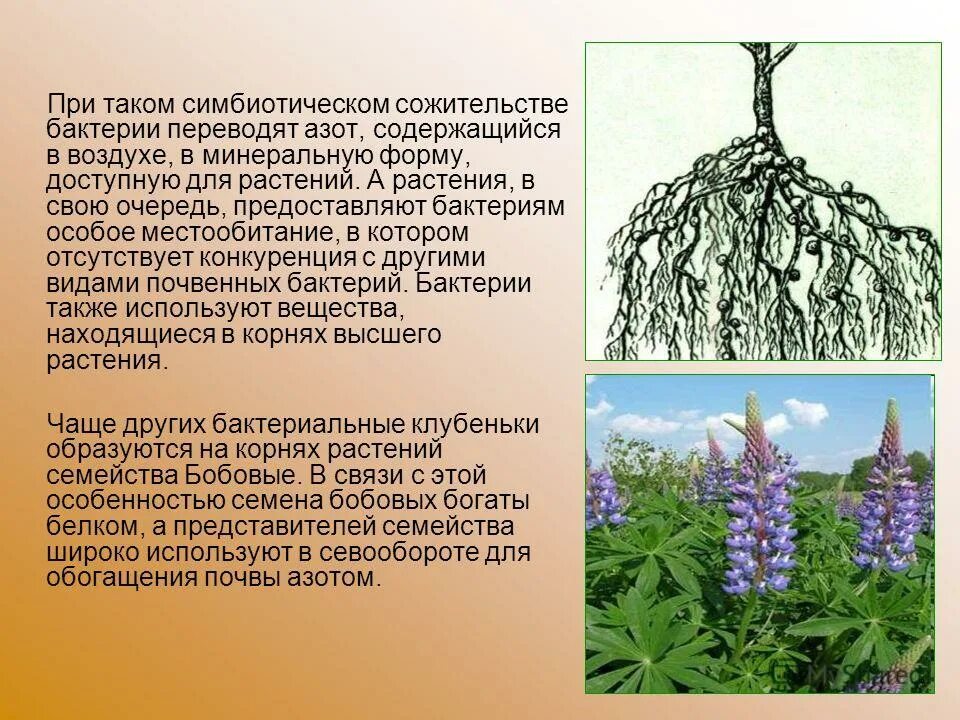 клубеньковые бактерии и горох. культурные растения семейства бобовых. клубеньковые и почвенные бактерии. азотфиксирующие клубеньки. бобовые растения обогащают почву.