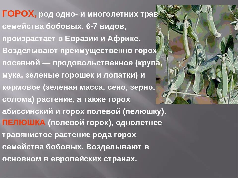 Горох однолетнее или многолетнее. Горох однолетнее или многолетнее растение. Горох однолетнее двулетнее или многолетнее. Горох посевной род. Горох однолетний