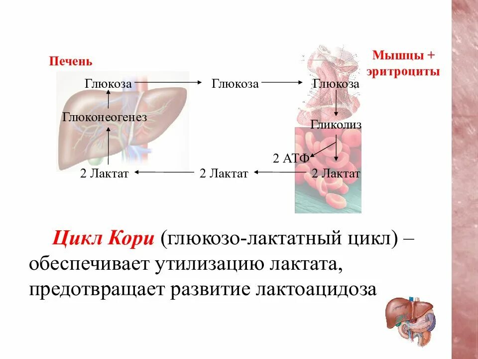 Печень атф. Цикл кори глюконеогенез. Глюкозо-лактатный цикл цикл кори. Глюкозо-лактатного цикла (цикл кори),. Цикл кори. Глюкозоаланиновый цикл..