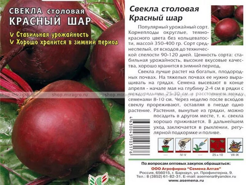 свекла красная купчиха. сорт бордо 237. свекла столовая египетская плоская аэлита. характеристика сортов свеклы. характеристика сортов свеклы.