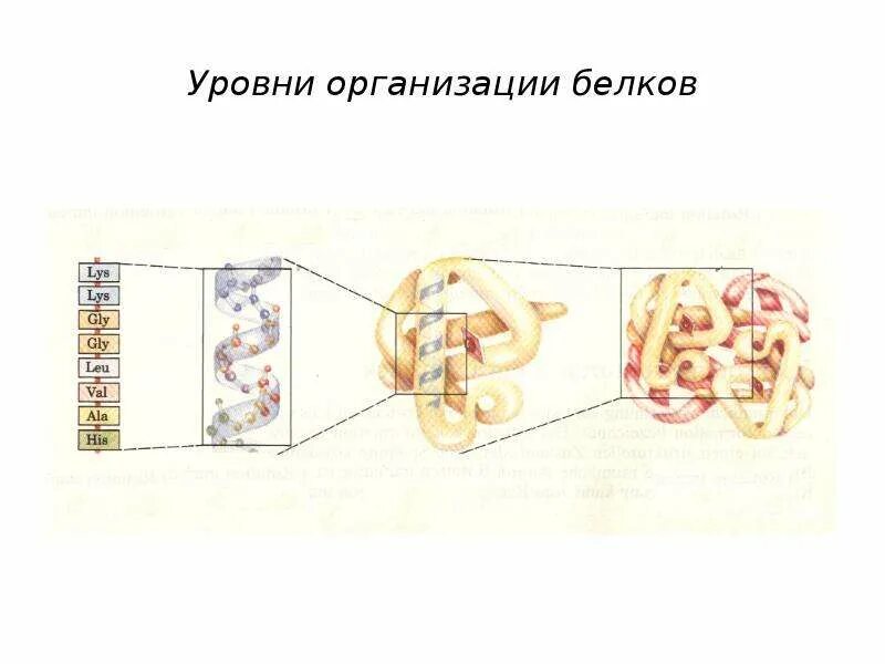 Первичная структура белка схема. Распространение белков в природе. Белок структура молекулы. Белки первого комплекса. Надмолекулярные белковые комплексы это биохимия.