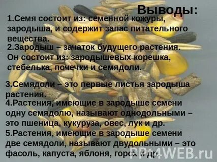 Имеет запас питательных веществ