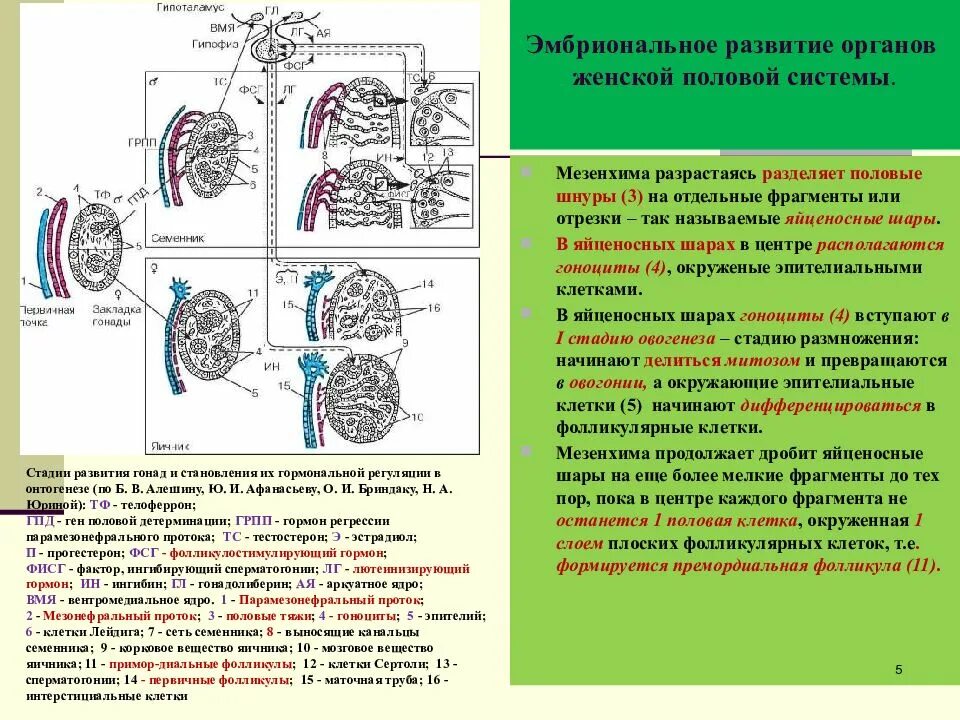 Формирование органов человека. Источники и ход эмбрионального развития мужской половой системы. Развитие женской половой системы анатомия. Эмбриональное развитие половой системы. Источники и ход эмбрионального развития женской половой системы.