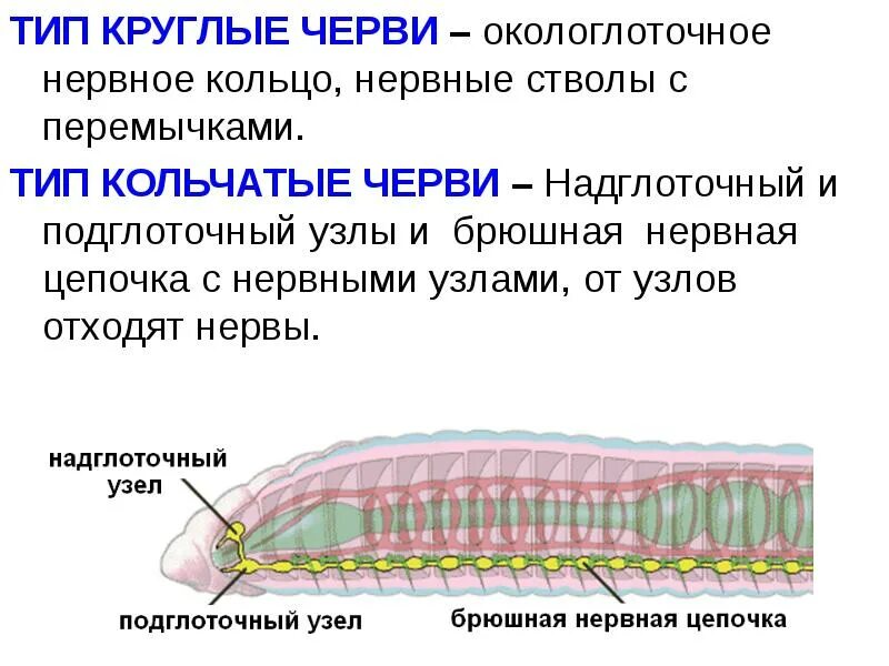 Тело нечленистое округлое поперечное. Кольчатые черви нервная система окологлоточное кольцо. Тип кольчатые черви нервная система. Нервная система круглых червей какого типа. Брюшная нервная цепочка черви.