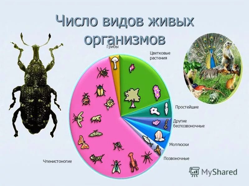 у насекомых в отличие от других беспозвоночных. кровь у беспозвоночных животных. членистоногие насекомые строение. насекомые это животные или нет. у насекомых в отличие от других беспозвоночных.