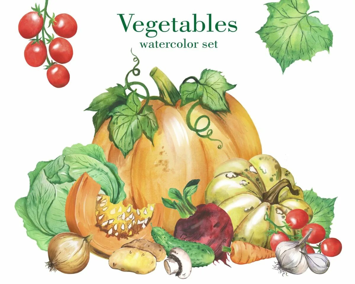 Овощи иллюстрация. Овощи акварелью. Нарисовать овощи. Овощи рисунок. Изучаем тыкву