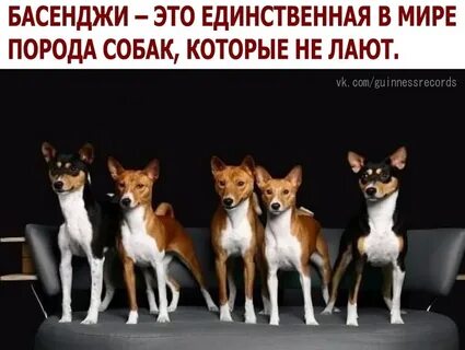 Самые лающие породы собак