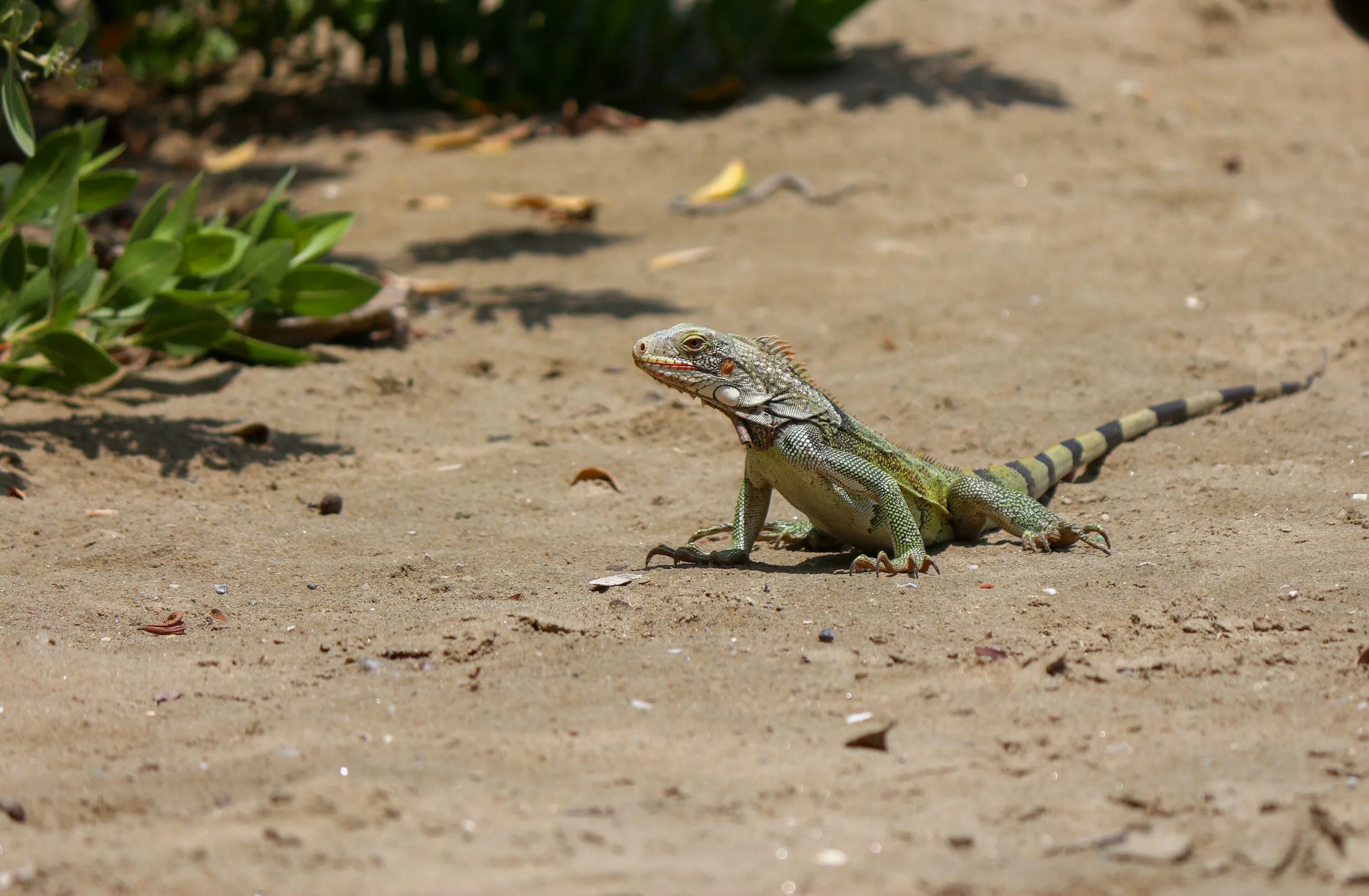 Игуана 1. Килехвостая игуана. 1 Iguana.