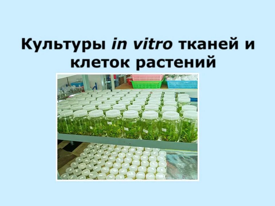 Культура клеток растений. Культура клеток и тканей растений. Культура in vitro растительных клеток и тканей. Клеточно тканевые культуры растений.