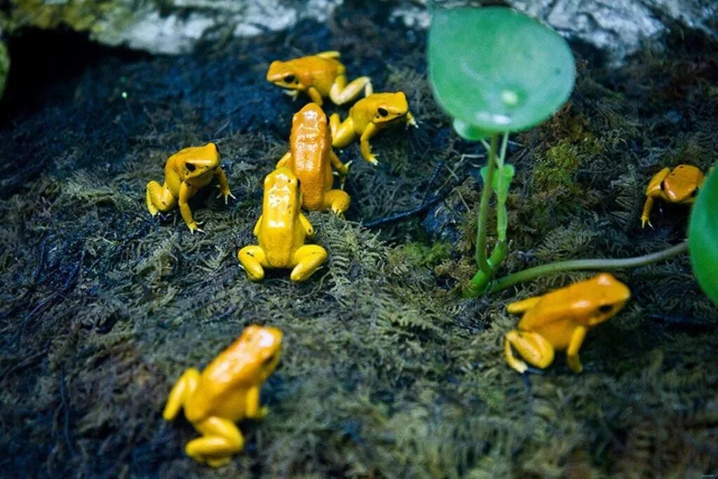 Ужасные лягушки. Ужасный листолаз (phyllobates terribilis). Ужасный листолаз лягушка. Лягушка листолаз. Золотистый древолаз лягушка.